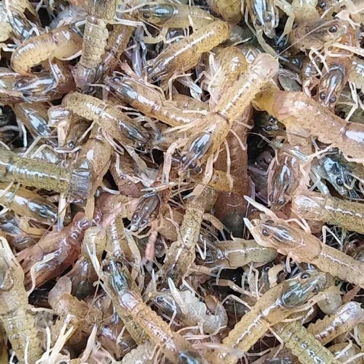 漳浦县澳洲龙虾苗