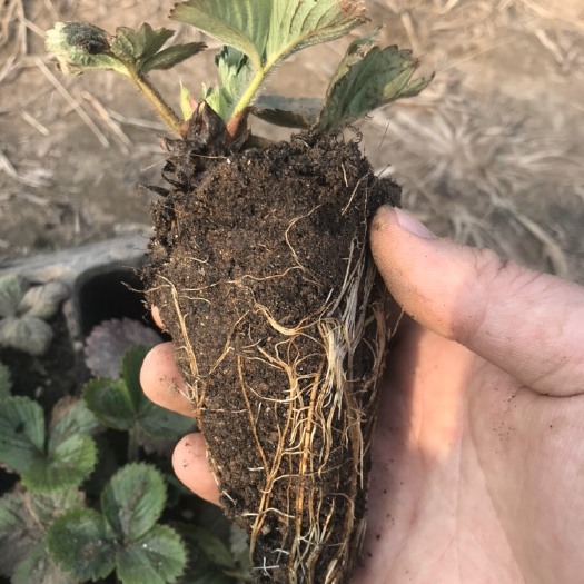 泰安脱毒草莓苗 10~20公分 穴盘苗
