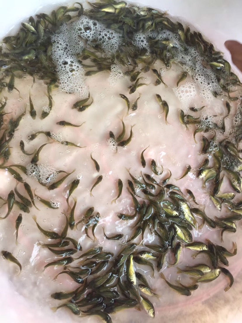  长期供应，裸鲤鱼苗