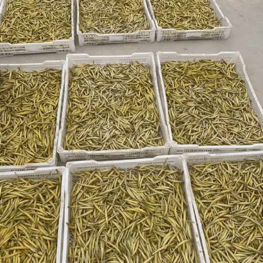 吴忠大黄花