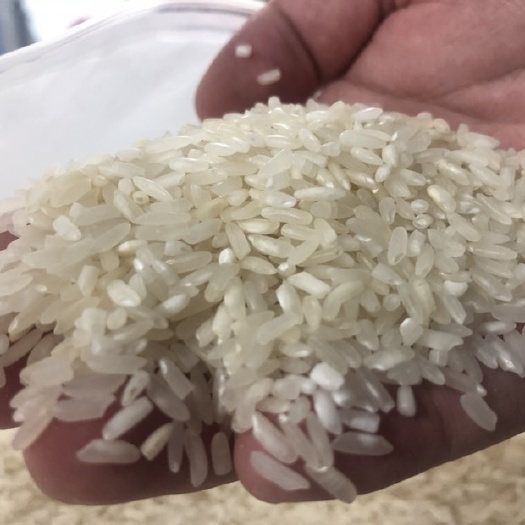 深圳 丰两优大米 有机大米 中稻 一等品