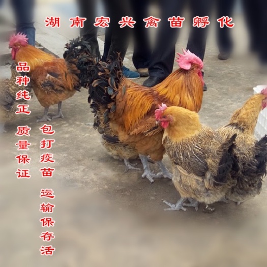 衡阳大种青脚麻鸡苗厂家直青脚麻鸡苗75天5.5红毛公鸡苗青脚土鸡