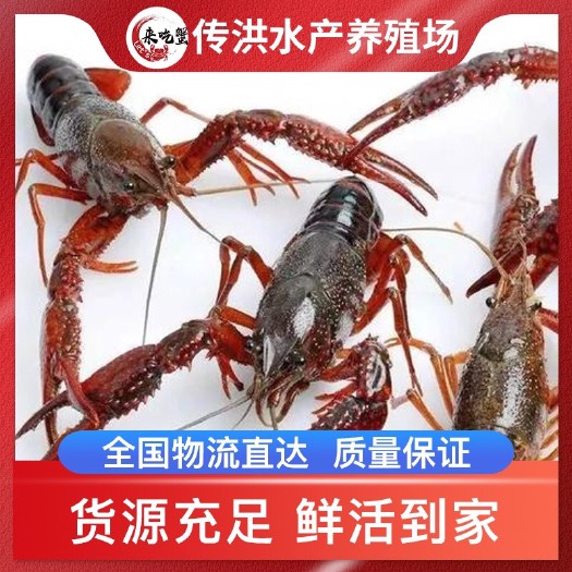 宝应县小龙虾，清水小龙虾，产地直发，量大质优，批发零售