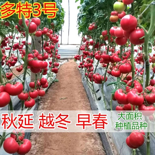 寿光市硬粉番茄种子  多特3号番茄种子 西红柿种子 荷兰，秋延越