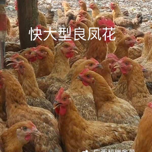 南宁良凤花鸡苗  快大型良凤花，正规孵化场直供批发
