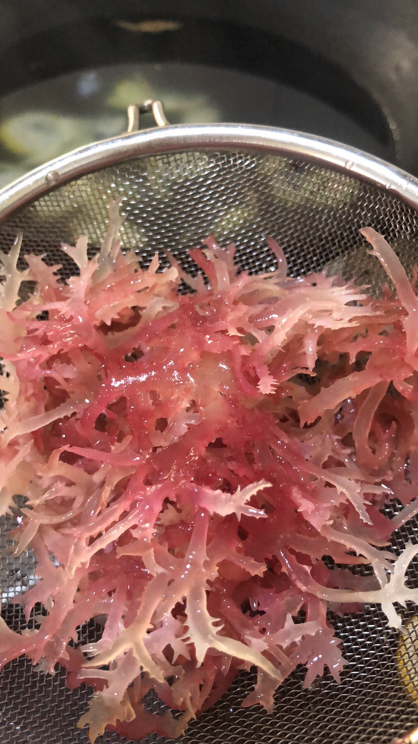 廣州珊瑚菌 涼拌血珊瑚