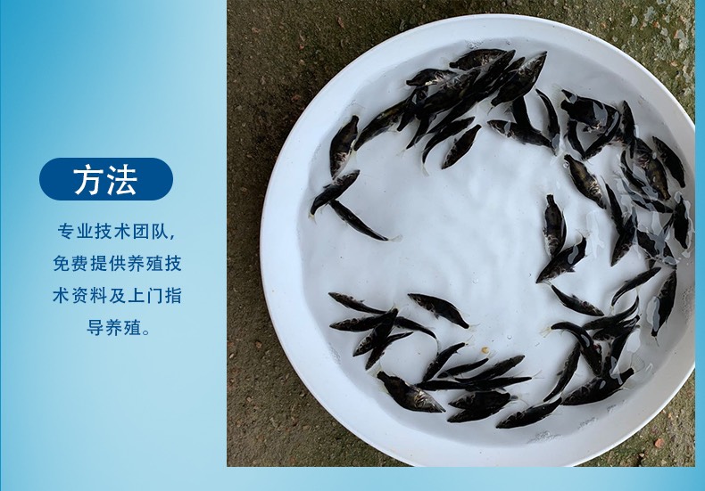 桂鱼苗现货桂花鱼苗鳜鱼苗淡水鱼苗批发桂鱼苗包送货上门