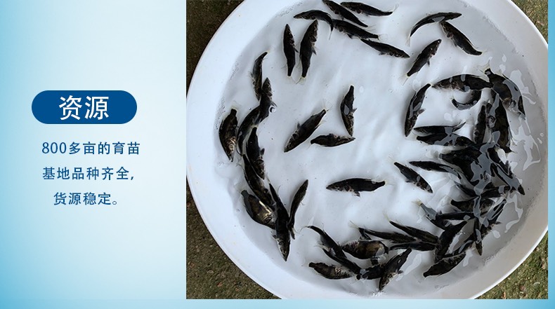 桂鱼苗现货桂花鱼苗鳜鱼苗淡水鱼苗批发桂鱼苗包送货上门