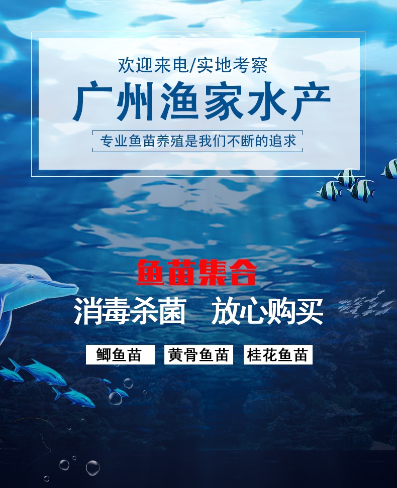 桂鱼苗现货桂花鱼苗鳜鱼苗淡水鱼苗批发桂鱼苗包送货上门