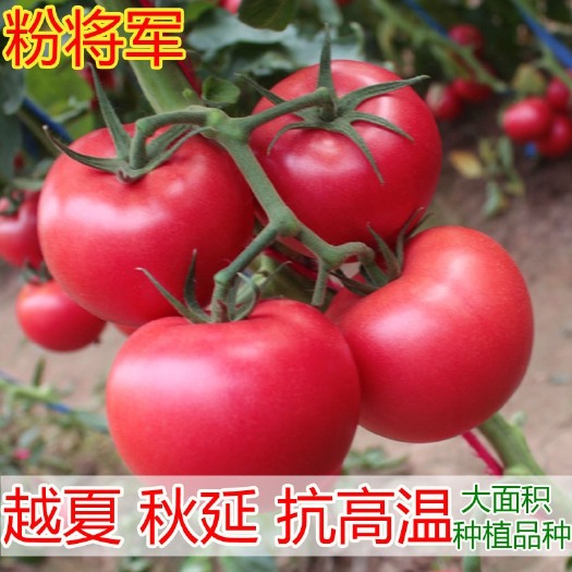 寿光市西红柿种子  粉将军番茄种子 早春越夏秋延品种 硬粉番茄