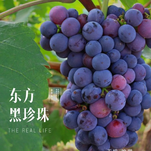 内江夏黑葡萄  自家葡萄园 量大优先 价格可议