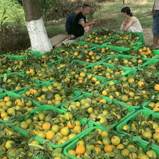 夏橙 统货