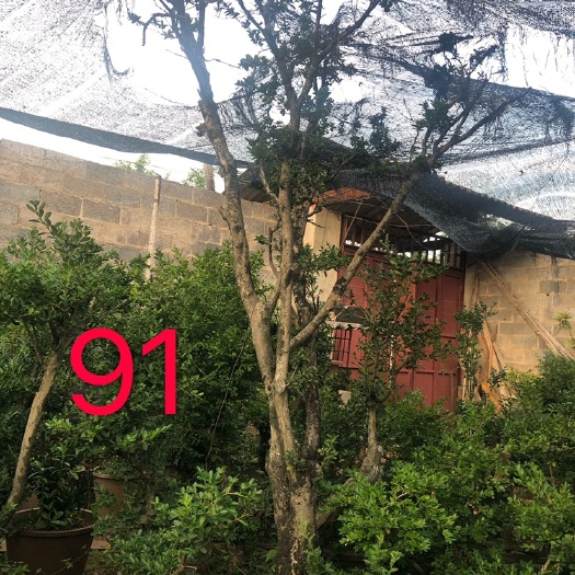 玉溪 大量出高杆黄杨，各种规格都有。基地一千多棵，单出批发都可以。
