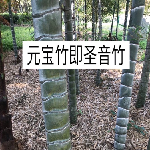 安吉县元宝竹