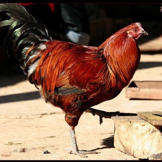 昆明云南纯种武定高脚土鸡苗，云南六大名鸡，包打疫苗，孵化场直供