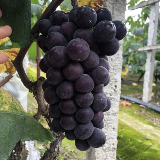 夹江县巨峰葡萄 大量有货 欢迎大家前来选购  好看又好吃哟