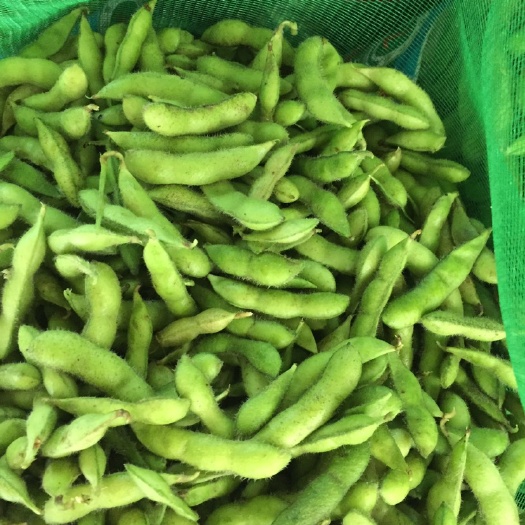 当阳市湖北毛豆大量上市  新鲜毛豆基地直供 可视频看货