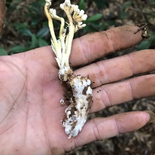 池州紫灵芝  金蝉花，灵芝
