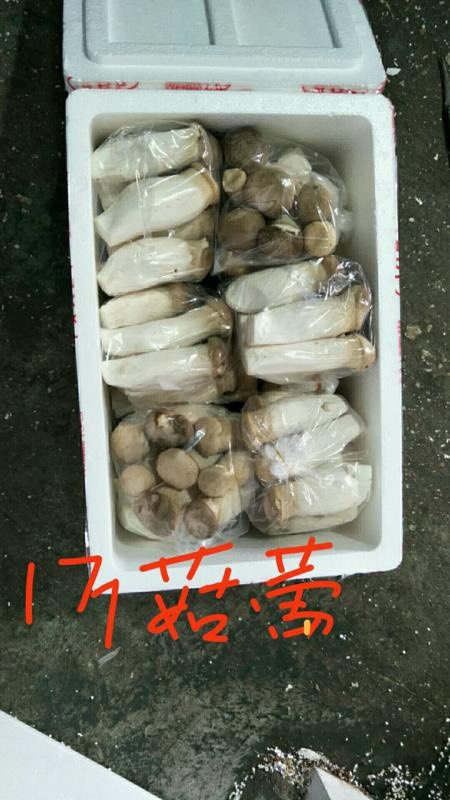  宁波杏鲍菇厂家货源正常产量保证有意联系