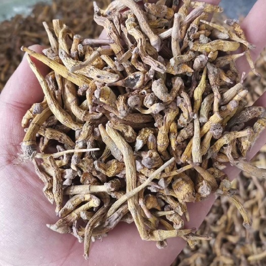 勐腊县虎牙石斛 虎牙二条