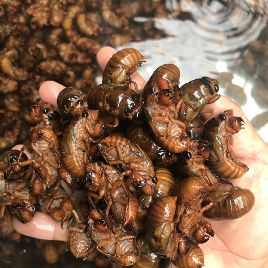 樟树市鲜知了猴活体速冻金蝉 爬叉猴蝉蛹节流龟唐曾肉蝶拉