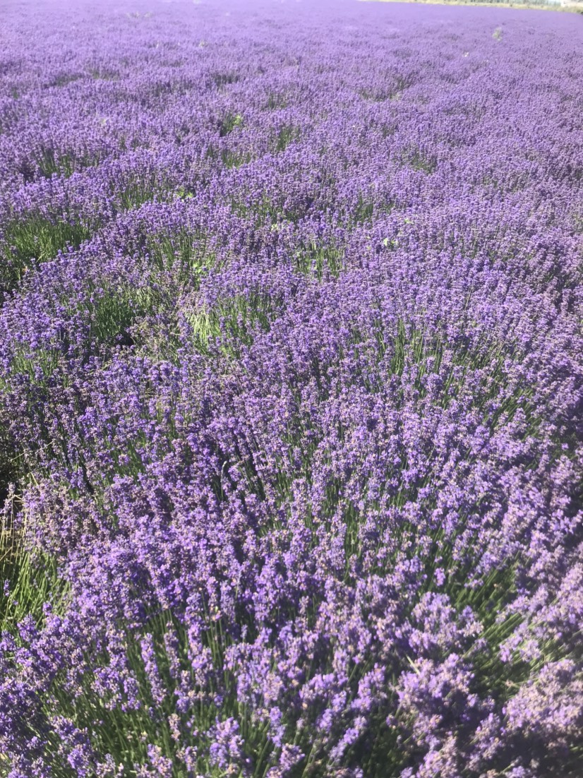 新疆伊犁薰衣草