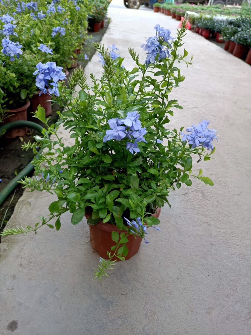 普宁市蓝雪花盆栽多年生的直立型草本比较耐热耐湿和耐高温叶片嫩绿