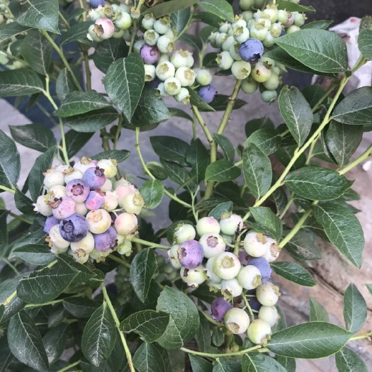 平邑县莱克西蓝莓苗 莱克西蓝莓  带果发货  品质保证  现挖现卖