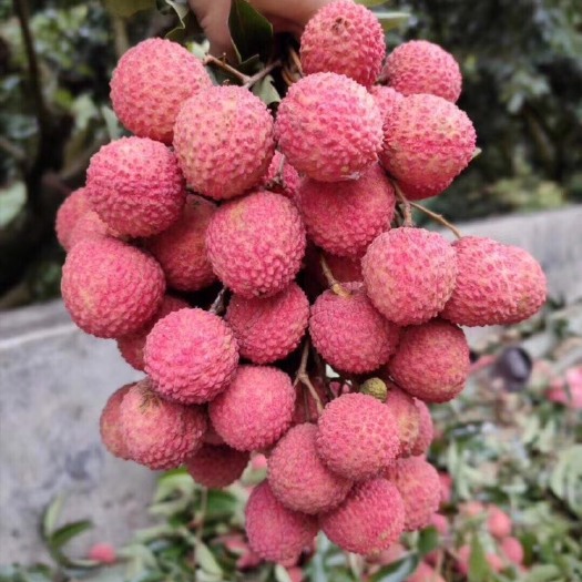 诏安县 桂味荔枝，全国可顺丰包邮