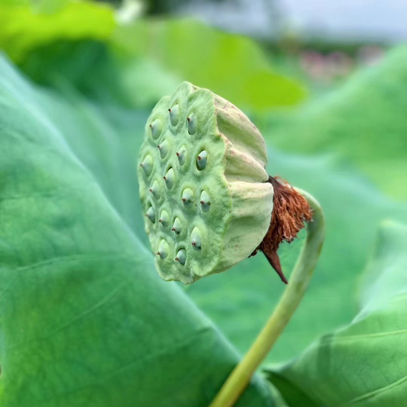  自家种植的新鲜莲蓬
