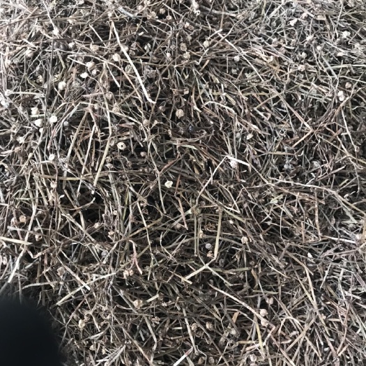 白花蛇舌草