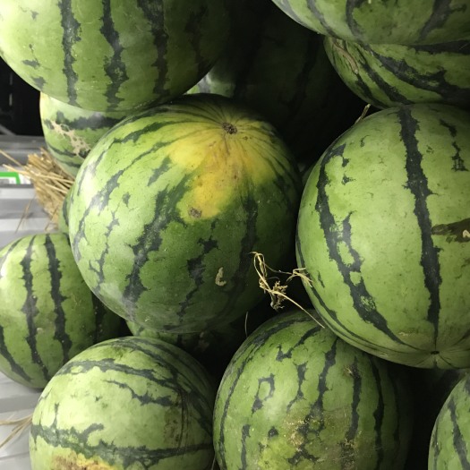 阳江新地西瓜 10斤打底 10成熟 2茬以上