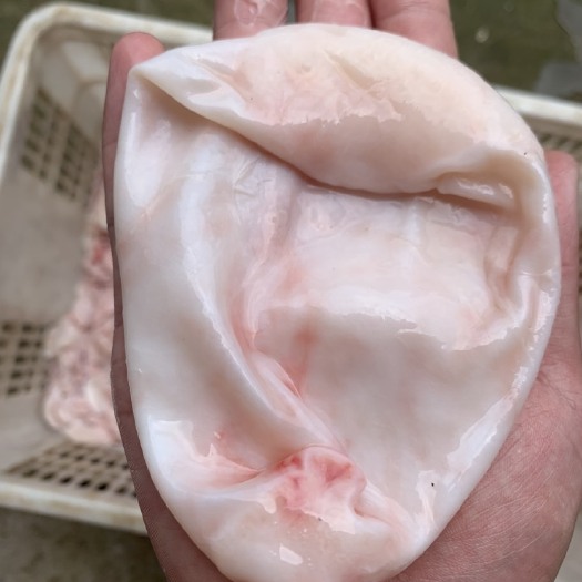 松滋市水库鲢鱼花莲 5斤以上大鱼鱼鳔  鱼胶  新鲜鱼泡 鱼肚