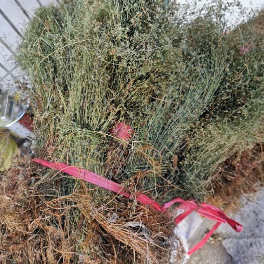 衡阳县田基黄、香草、雀舌草，地耳草