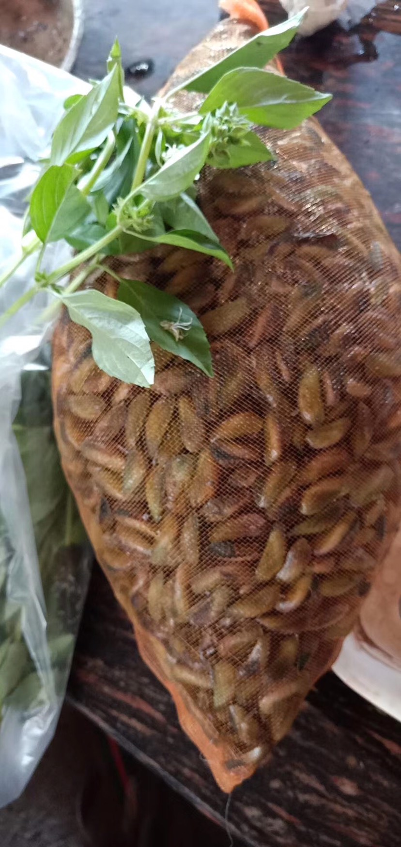 潮州海瓜子 鲜活水产