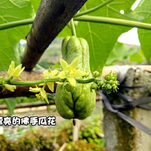 惠水县 佛手瓜 捧瓜