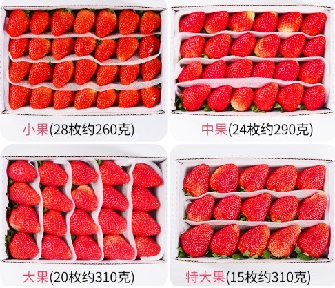 会泽县 四季草莓基地直发空运，长期稳定供货，品质保证，实力印证