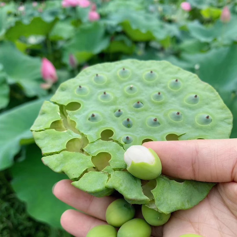  自家种植的新鲜莲蓬