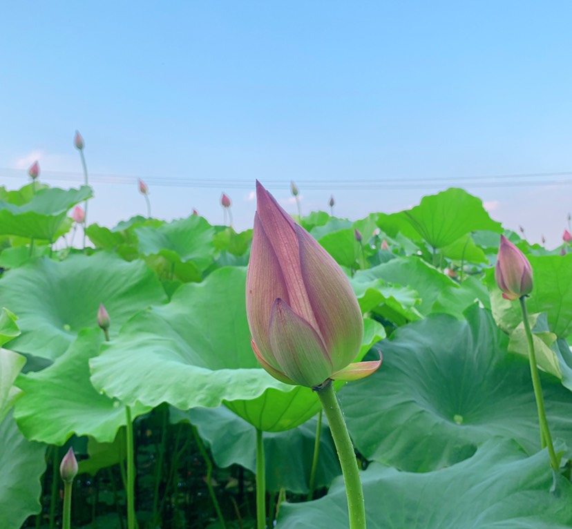 自家种植的新鲜莲蓬