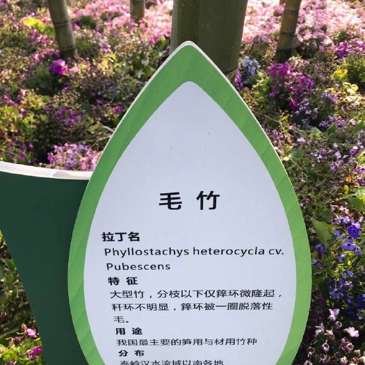 毛竹材料
