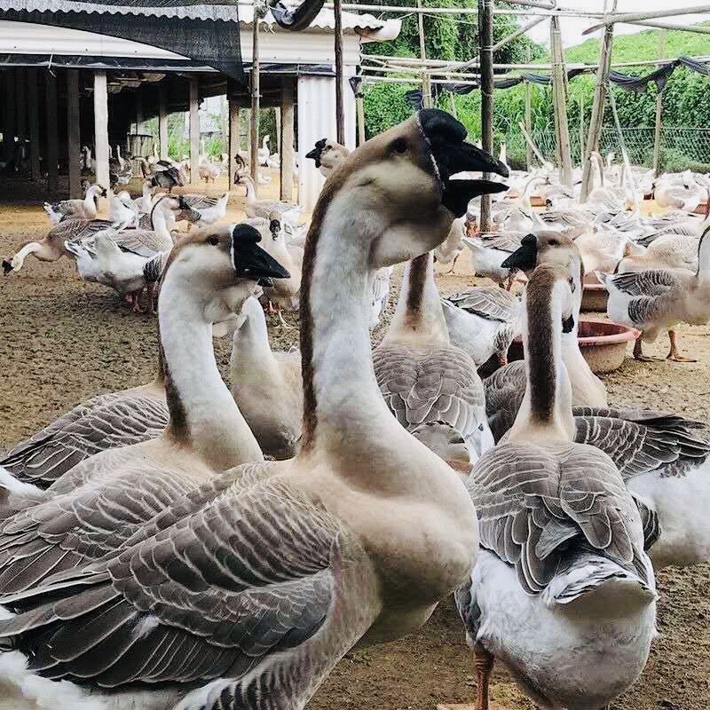 优质纯种狮头鹅苗 包打疫苗质量保证包运输损耗