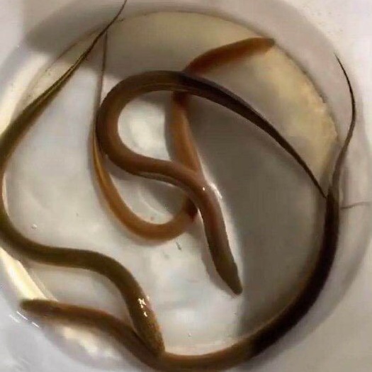 广州 黄鳝苗   优质黄鳝苗   孟加拉优选黄鳝苗