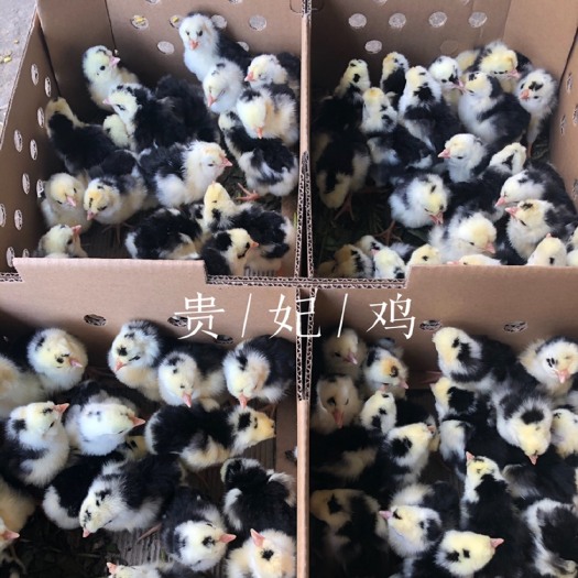 南宁优质纯种贵妃鸡苗 孵厂直销 出壳包打疫苗品质保证包
