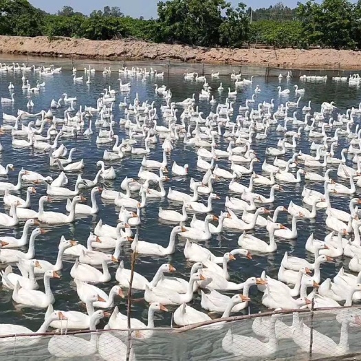 乐东县 海南本地老鹅