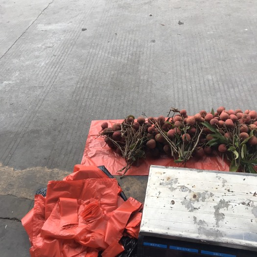 揭阳 淮枝荔枝