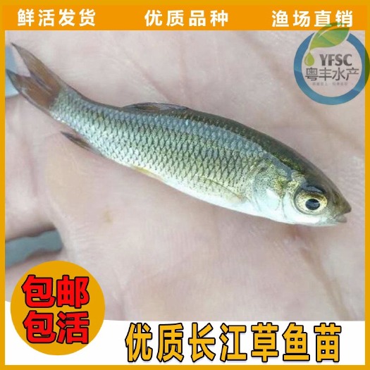 广州抗病毒草鱼苗 粤丰优质鲩鱼苗全国发货