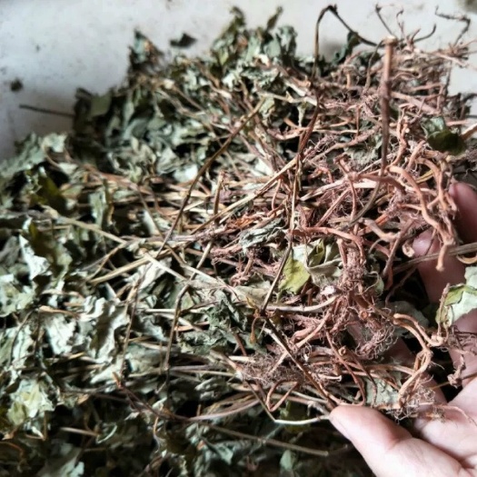 秀山 鱼腥草干带根