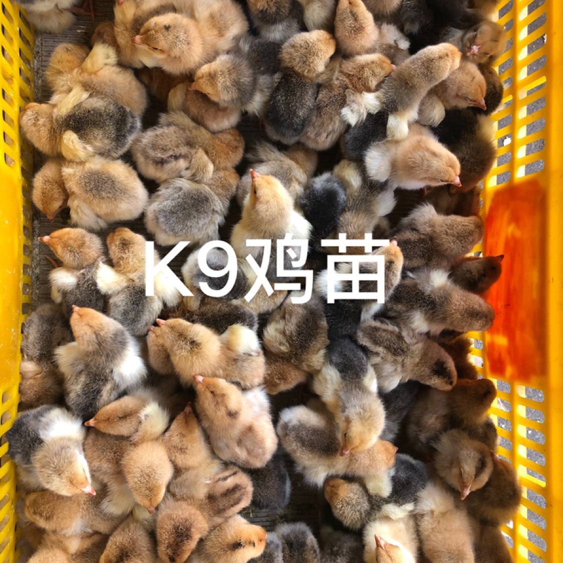 K9鸡苗  优质K九鸡苗 包打疫苗品质保证包运输损耗全国发货