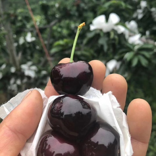 汉源县红灯樱桃  汉源黑珍珠