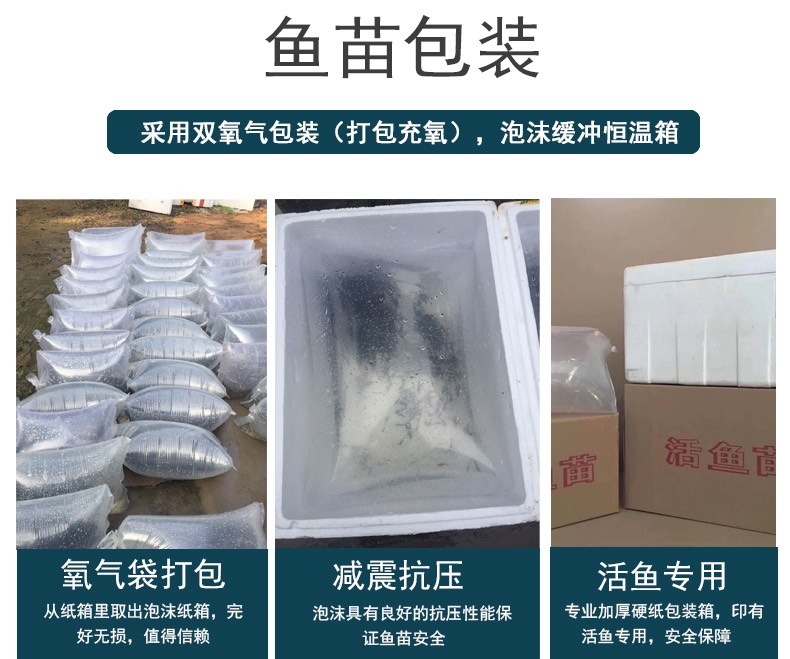 加州鲈鱼苗 广州直发 专业技术指导 包赔服务 送货上门